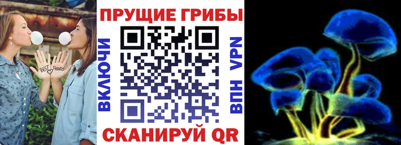 площадка формула Батайск Галлюциногенные грибы Psilocybine cubensis